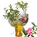 ハッピーガーデン ブル―ベリー ピンクレモネード 5号 鉢植え ギフト
