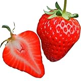 国華園　いちご苗　夏っちゃんP　3株【※発送が国華園からの場合のみ正規品です】