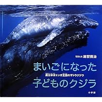 まいごになった子どものクジラ: 南太平洋トンガ王国のザトウクジラ