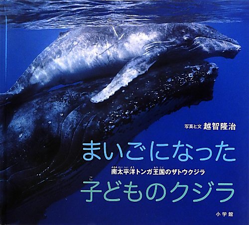 まいごになった子どものクジラ: 南太平洋トンガ王国のザトウクジラ (小学