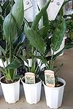 【特選観葉鉢セット販売】ストレリチア　レギネ　５鉢セット（４号） 【まとめ売り】