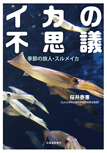 イカの不思議 季節の旅人・スルメイカ