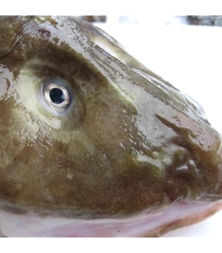 Amazon.co.jp: 魚水島 新潟・佐渡産 天然 あんこう アンコウ 一匹丸