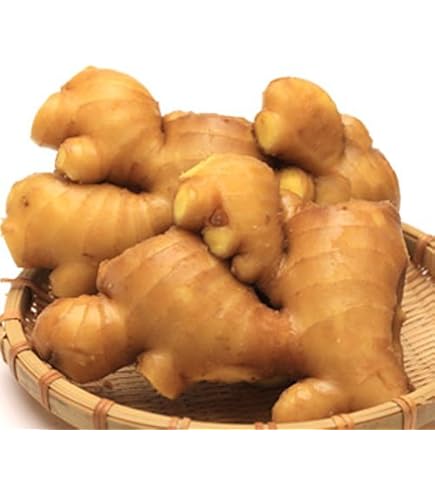 Amazon.co.jp: 種生姜 千葉県産三州生姜10kg : 食品・飲料・お酒