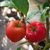 アセロラ：ルージュ磐田5号鉢植え[とても実つきが良い品種！鉢植えで育てやすい真っ赤な実の健康果樹] ノーブランド品