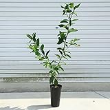 家庭果樹：サイパンレモン(さいぱんれもん)接木苗*