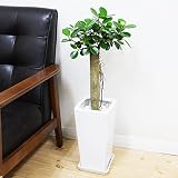 ガジュマル パンダガジュマル スクエア陶器鉢植え ゴムの木 希少種 観葉植物 インテリア 中型 ミニ ガジュマルの木 ガジュマロ