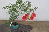盆栽　ノウゼンカズラ（オレンジ花）の鉢植え　今年の開花は終わっております。