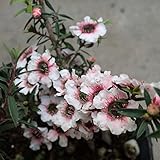 ティーツリー：マヌカ(ニュージーランドティーツリー)3号ポット2株セット[はちみつで有名な常緑樹] ノーブランド品