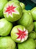 Pink Guava Psidium guajave Myrtaceac 10 Seeds ThailandMrk