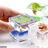 (ビオトープ/浮草)私の小さなアクアリウム ～ウキウキ気分な浮き草セット(ブロックグラスS・4ポット)～ 本州・四国限定[生体]