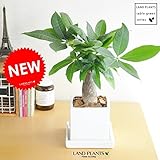 LAND PLANTS 【観葉植物】 パキラ （白色シンプルスクエア陶器）