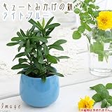 キュートみかげの鉢 ライトブルー(φ7.0×H7.0cm)(ハイドロ苗6φに対応)