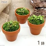 (食虫植物)ミニ食虫盆栽 ver.ハエトリソウ(1鉢) 本州・四国限定[生体]