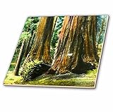 3drose Scenes from the Pastマジックランタン – ヴィンテージMariposa Grove Redwood SequoiasワシントンとリンカーンTrees – タイル 8-