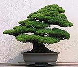 ミレニアム植物、種子30粒/ロット五葉の松の種鉢植え風景五針松盆栽箱庭の種子