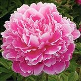 国華園　芍薬　フェスティビティTM　1株【※発送が国華園からの場合のみ正規品です】