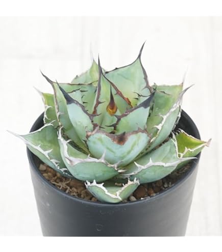 Amazon｜アガベ・チタノタ ”白鯨” 4.5号鉢｜観葉植物 オンライン通販