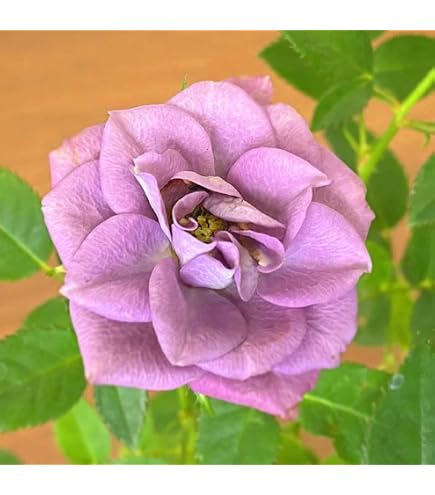 Amazon｜ミニ薔薇カーナ ハニーゴールド 挿し木苗｜観葉植物