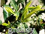 茶 ヤブキタ 20本