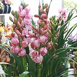 お歳暮 花 ギフト　シンピジューム 鉢植え　ピンク