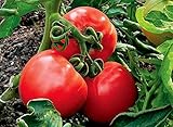 野菜の種赤いトマトシャスタF1早期ロシアハイブリッドNON-GMO