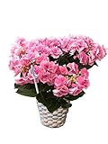 【産地直送】母の日あじさい「フェアリーアイ」ピンク 5号鉢バスケット・水分計つき