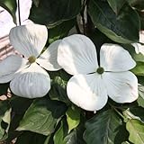 ヤマボウシ：クーサビーナス5号ポット[小さいうちから咲く大輪品種] ノーブランド品