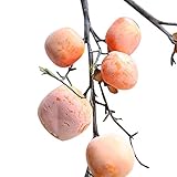Birdflyホーム装飾、5 Heads Fake Berries Persimmon人工フルーツリーフブランチstress-freeグリーンハロウィンイベントアパートのホームデコレーション、DIY 
