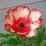 ラナンキュラス：ラックスシリーズ　テセウス4号ポット[綾園芸さんの光沢のあるスプレー咲き] ノーブランド品