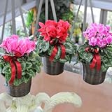 お歳暮 花 シクラメン カゴ付きセット 1鉢 ピンク系 鉢花 お正月 正月 花 成人式