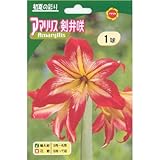 春植え球根 アマリリス 剣弁咲 (絞り) 530058