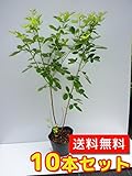 【ノーブランド品】 ミヤギノハギ 樹高0.3m前後 12cmポット 【10本セット】