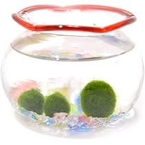 まりも Amazon | 金魚鉢まりも（水道水で育てられる養殖まりも3個入り