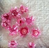 スターフラワーブロッサム（ストロベリー）10輪　【ドライフラワー】レジンなどハンドメイドアクセサリーの素材として人気です！