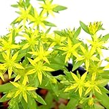 (山野草)ツルマンネングサ(蔓万年草) 3号(お買い得3ポットセット) 本州・四国限定[生体]