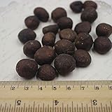 ビワの種ビワフルーツ盆栽Eriobotryaジャポニカ5 PCS 1プロフェッショナルパック