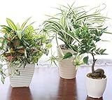 山久 グリーンミニポットオリヅルラン含む3点セット　B 1704-9939b【CT触媒加工】【人工観葉植物】【造花】