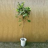 ジャボチカバ(小葉系)　接木苗