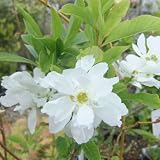 リキュウバイ（利休梅）4.5号ポット[清楚な純白の花] ノーブランド品