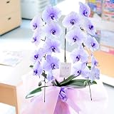 胡蝶蘭2本立（紫）　2万円コース　＜還暦祝い　古希祝い　長寿祝いに＞