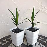 トックリヤシ[ボトルパーム]3号2株セット[金運がアップする] ノーブランド品