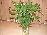 100% Genuine Rare 50pcs Lucky Bamboo seeds Anti Radiation Absorb dust tree seeds 49% Black
