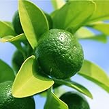 シークワーサー 苗木 【シークヮーサー】 2年生 接ぎ木 ポット苗