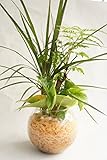 【業界初!!!!　純国産ひのきを使用した観葉植物。お部屋に広がるひのきの香りで癒しの空間に。】　ハイドロカルチャー　観葉植物　寄せ植え3種　バブルボール12　ひのき