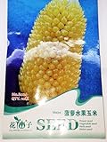 【種子】イエローコーン　珍しい品種　変わり種