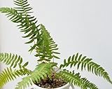 Blechnum falciforme - Fern - 10 seeds