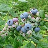 [ハイブッシュ系]ブルーベリー：ブルーレイ5号ポット[中粒・中生種][果樹の苗木] ノーブランド品