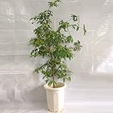 タマリンド苗　実生苗