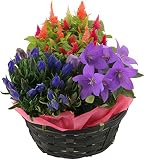 季節の3種寄せバスケット 鉢植え プレゼント フラワーギフト